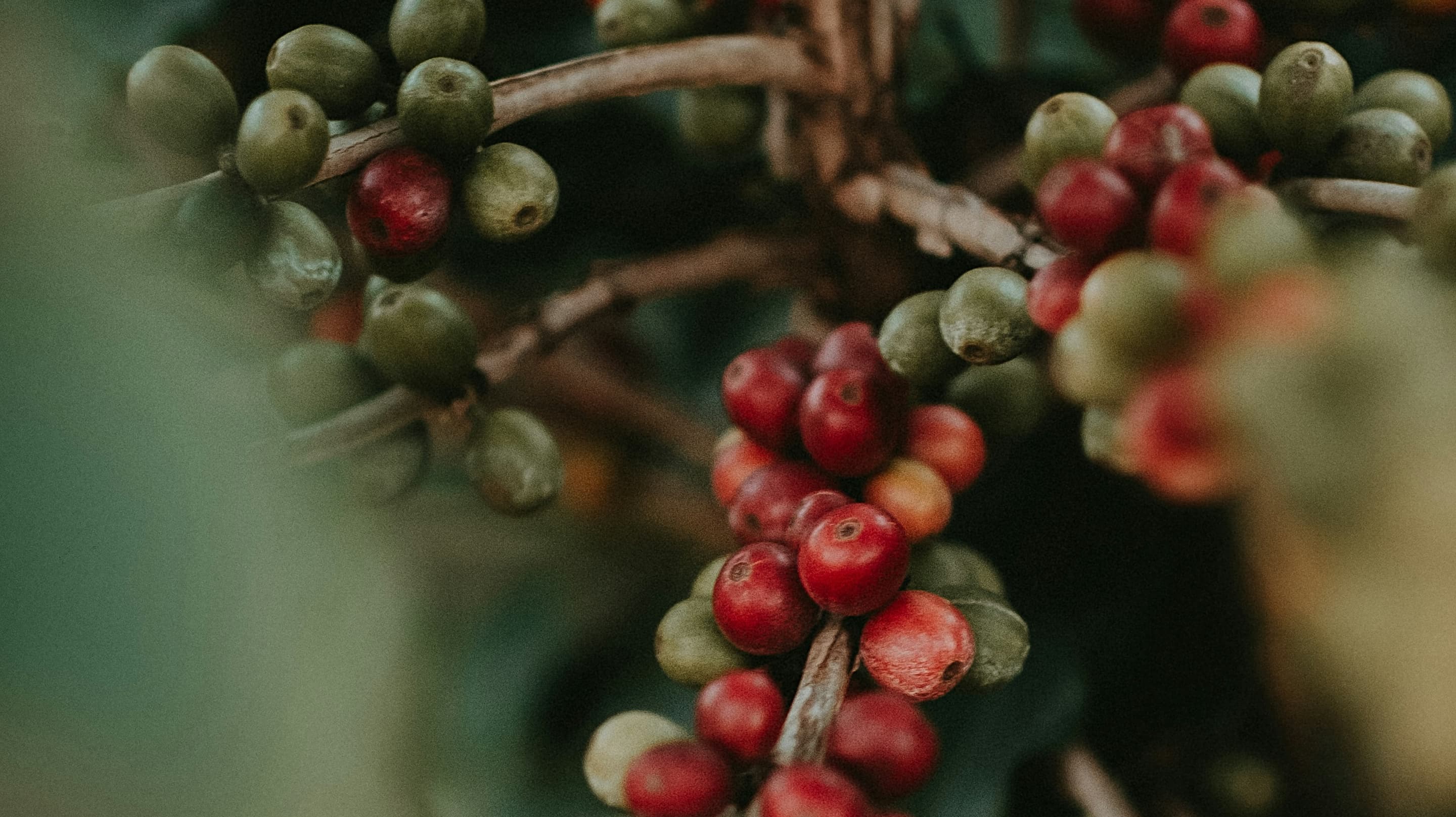 Finest coffee beans